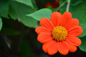 Beautiful orange flower in a jungle