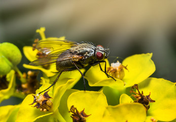 insect fly macro on the flowers