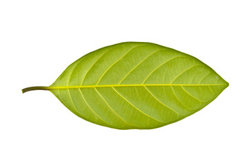 Beautiful green leaf isolated on white