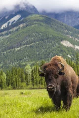 Fototapeten Amerikanischer Bison oder Büffel © Darren Baker