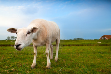 Obraz premium suspicious sheep via wide angle