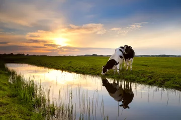 Deurstickers twee koeien bij de rivier bij zonsondergang © Olha Rohulya