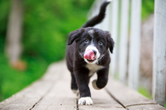 Border Collies black puppy