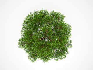 Tree from above isolated