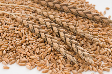 Dinkelähren auf Dinkelkörnern