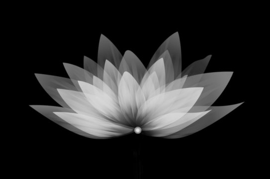 Fleur de Lotus, pétales transparents blancs, illustration sur fond noir