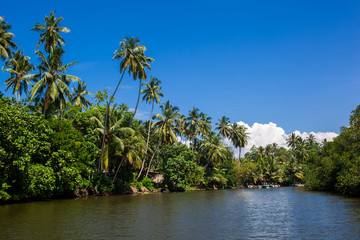 Palms and pond, Sri Lanka