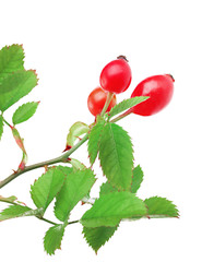 ripe hip roses on branch with leaves, isolated on white