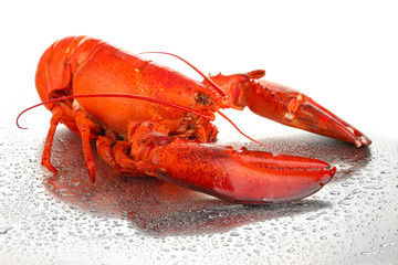 Red lobster isolated on white