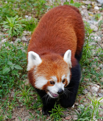 Red panda (Ailurus fulgens fulgens)