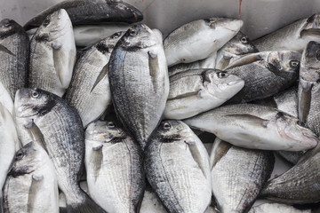 Obraz premium fish gilthead bream