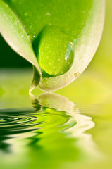 Goutte d'eau sur une feuille, reflets