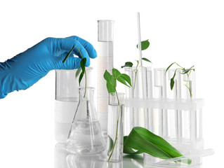 Test tubes with plant on light background