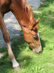Naklejka na ściany i meble Close up of brown foal eating grass