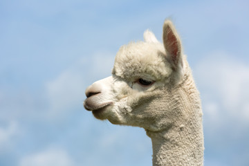 Obraz premium Portrait of a peruvian alpaca in a Dutch animal park