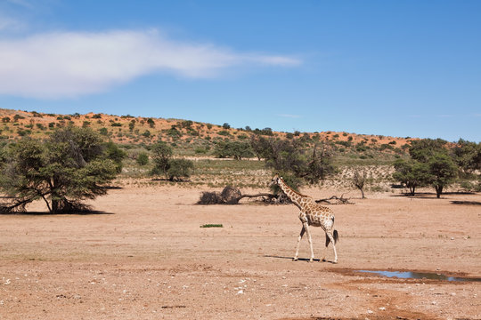 One giraffe walking in the desert dry landscape