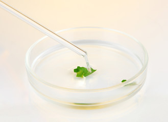 Chemical research in Petri dish on light yellow background