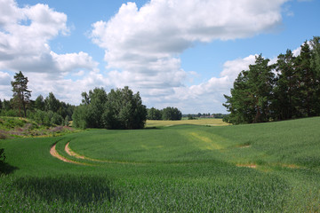 Latvian summer landscape.