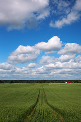 Latvian summer landscape.