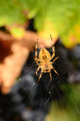 Orb Weaver