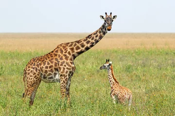 Abwaschbare Fototapete Giraffe Giraffenbaby und Mutter