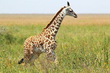 Baby giraffe
