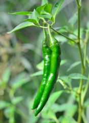 Green chillis in crop