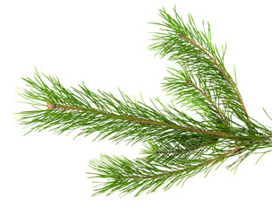 Fototapeta premium pine branch