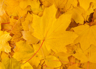 Naklejka na ściany i meble yellow decorative maple leafs
