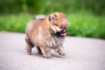 Small Pomeranian puppy walking