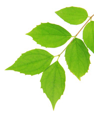 Green leaves isolated on white