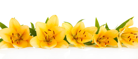 Beautiful orange lilies, isolated on white