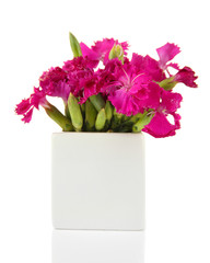 Bouquet of carnations in vase, isolated on white
