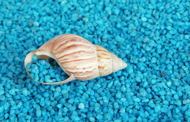 Shell on blue crystals of sea salt background