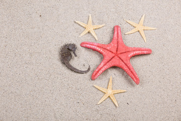 Fototapeta na wymiar starfish and shells on the beach, vacation memories