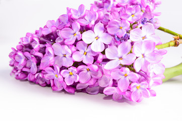 Fototapeta na wymiar Purple lilac