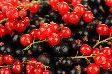 Black and red currant, close up