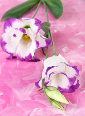 Bouquet of eustoma flowers on color wooden background