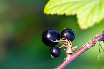 Schwarze Johannisbeeren