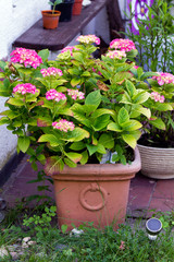 Blumentopf im Garten, Hortensie