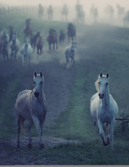 Wild horses running through the rular path - 53943743