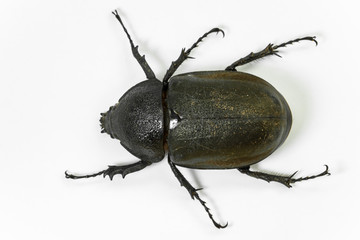 earth- boring dung beetle