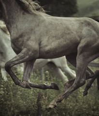 Obraz na płótnie Canvas Zdjęcie elementów nadwozia konia