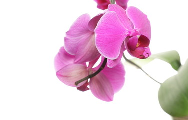 Fototapeta na wymiar Phalaenopsis. Purple orchid on white background
