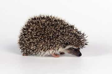 Hedgehog