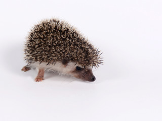 Hedgehog