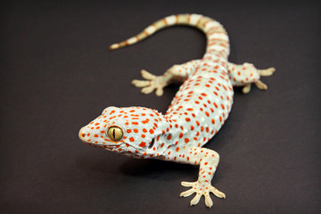 Tokay Gecko