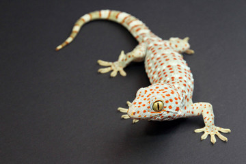 Tokay Gecko