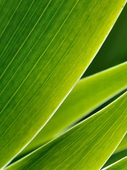 Green leafs in abstract zen style as background