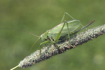 Grasshopper green (lat. Tettigonia viridissima).